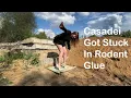 Girl in Casadei high heels got stuck in rodent glue high heels stuck in glue stuck girl 1264