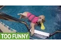 Golden Retriever decides to float instead of swim