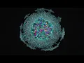 Max Cooper - Order From Chaos (official video by Maxime Causeret)