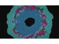 Download Lagu Max Cooper - Order From Chaos (official video by Maxime Causeret)
