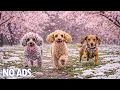 Lagu 12 Hours Dog TV for Dogs to Watch🐶Anxiety Relief Music❄️Calming Music for Sleep, Heal