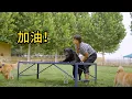 Download Lagu 有没有搞错，你可是拉布拉多啊，怎么可以笨成这样？\\Are you serious? You're a Labrador, how could you be so clumsy?