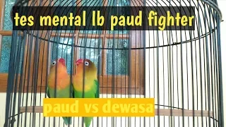 lovebird paud pasti ikut ngekek dengar pancingan lb paud fighter ini