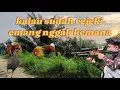 Berburu ayam hutan‼️kalau sudah rejeki emang nggak akan tertukar