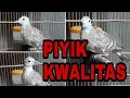 Download Lagu PERKUTUT BANGKOK piyik 2bulanan untuk pancingan