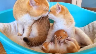 Rare Feline Co-Parenting: William & Bassy Nurturing Two Kittens