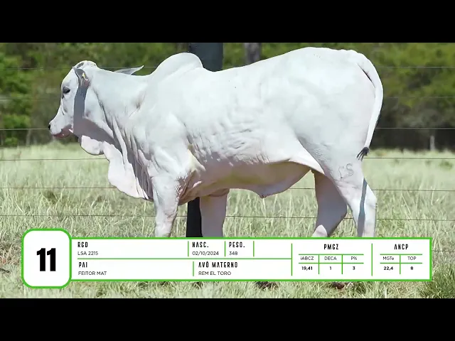 Novilha Nelore LSA - 2215