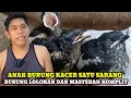 ANAK BURUNG KACER SATU SARANG ADA DIKIOS KANG SUDIRO PASAR BURUNG PRAMUKA!!CEK HARGA BURUNG