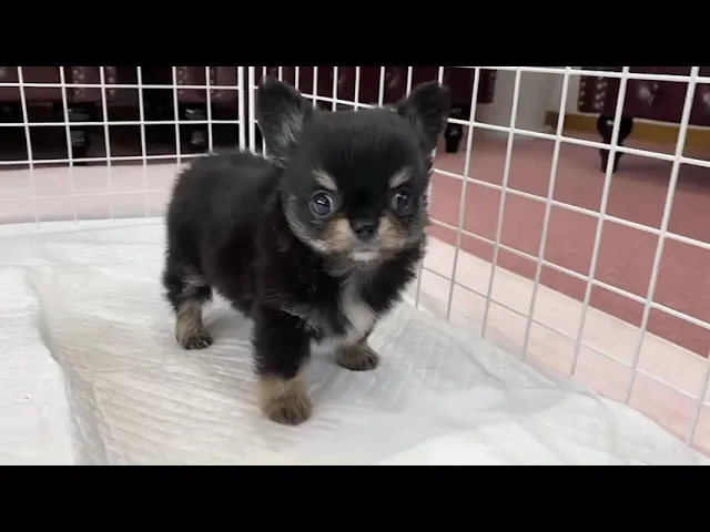 動画