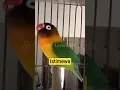 Download Lagu pancingan lovebird ngekek panjang jos #lovebirds #lovebirdngekekpanjang #birds#birdsounds #shorts
