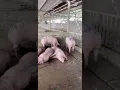 @cholonhanam 🐷 Live Hog Price Update: Selling from 4X today direct from Ha Nam Pig Market @GiaHeo...