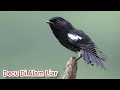 Lagu Burung Decu Di Alam Liar|Pied Bushchat