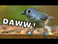 10 Birds That Will Make You Go Daww North America