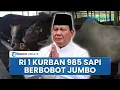 Download Lagu Prabowo Serahkan Kurban 985 Sapi di Idul Adha 2025, Tersebar di Seluruh Provinsi dan Berbobot Jumbo