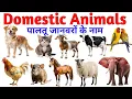 Download Lagu Animals Name | Domestic Animal name | Pet Animals Name with pictures| पालतू जानवर के नाम  #domestic