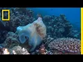 Octopuses Mate With a Special Sex Arm National Geographic