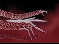 The snake- Lana lubany//slowed