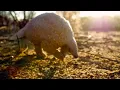 Download Lagu Saving a Pangolin's Life | Natural World | BBC Earth