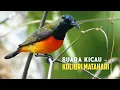 Download Lagu Kolibri Langka