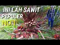 Lagu semur hidup baru kali ini panen sawit seperti ini buahnya sawit paling unggul no 1
