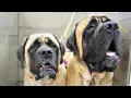 Bathing two giant adorable and slobbery English Mastiff dogs