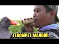 Download Lagu Terompet Pemanggil Burung Mandar Sawah