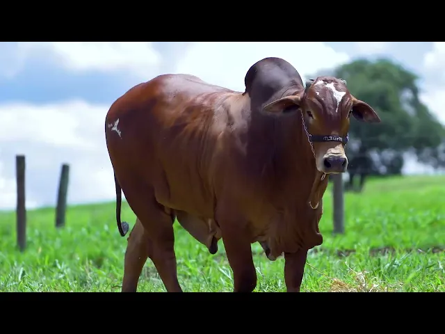 Garrote Nelore MLR - 249