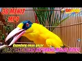 Lagu PASTI NYAUT ❗️ 30 MENIT Kicau suara kepodang emas gacor TARUNG TAJAM ini BUAT pancingan kepodang