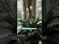 Download Lagu Air-Purifying Plant with BEAUTIFUL Flowers! #plants #ihavethisthingwithplants