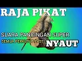 Download Lagu suara pikat RAJA PIKAT PERKUTUT suara pancingan SUPER  semua burung perkutut PASTI NYAUT