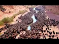 Download Lagu They Put Hundreds of Bisons to the Desert and Left for 10 Years, Result Was Insane