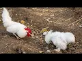 White Leghorn vs Silkie Rooster Crowing Sound Comparison Rooster Crowing Battle Fancy Chicken