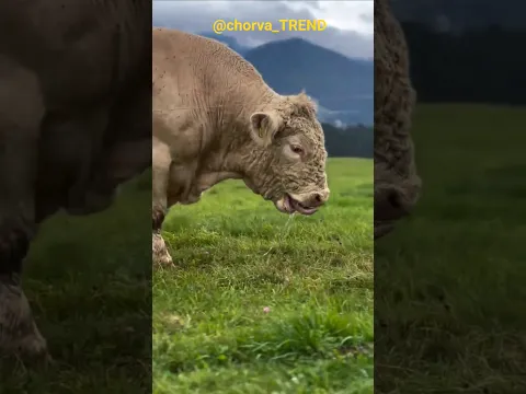 😱BOYKA-BUQA!!! Buqamisan buqa ekan!!! 👍👍👍 #charolais #angus #simmental #limuzin #aulikol