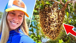 Catching a Swarm of Bees in a Picnic Basket (You've Never Seen This)