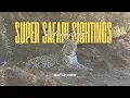 Download Lagu Super Safari-waarnemingen in Pilanesberg