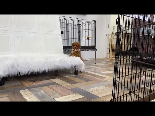 動画