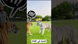 النمر الابيض في مواجهة قوية 