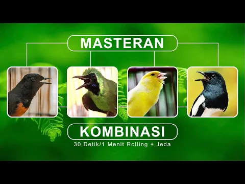 Download MP3 MASTERAN KOMBINASI GACOR 4in1 Murai Batu Cucak Ijo Kenari & Kacer