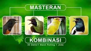masteran kombinasi gacor 4in1 murai batu cucak ijo kenari u0026 kacer