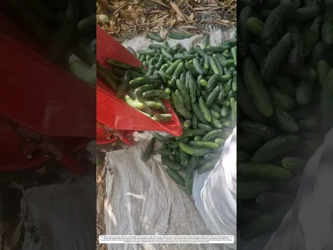Cucumber Arrangement: How Manual Sorting Transforms a Massive Load into Neat Sacks