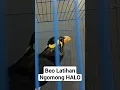 Download Lagu Beo Bahan Latihan Ngomong Hallo #shortsvideo