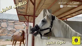 صهيل الخيل صوت الخيل صوت الحصان صوت الخيول صهيل الخيول                               دندنها