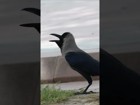 crow short video