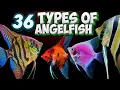 Lagu Discover 36 AMAZING Types of Angelfish You Never Knew Existed