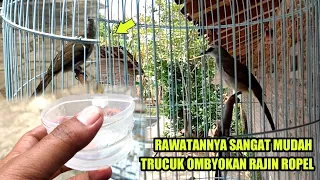 Download Ternyata Sangat Mudah Rawatannya Trucuk Hasil Ombyokan Sekarang Rajin Ropel,Gak Ribet MP3