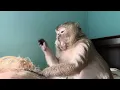 Lip smacking head tapping ASMR Monkey AbbyLouise