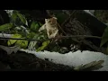 Ludovico Einaudi - 85mm (Official Visualizer)