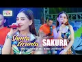 Download Lagu SAKURA - SHINTA ARSINTA ft. OM NIRWANA | LIVE MUSIC | VERSI KOPLO