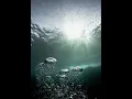 "Timelaps"   MICHAEL LOGOZAR