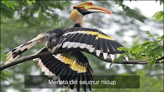 burung enggang merista karaoke nada in g